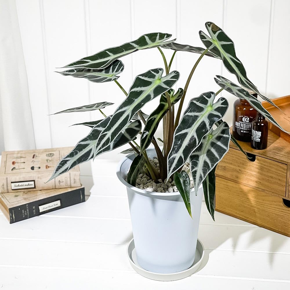 Amazon.co.jp: PLANCHU 観葉植物 アロカシア バンビーノ アロー